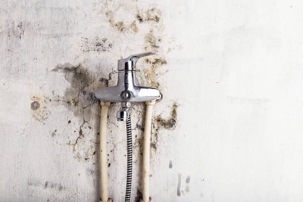 Best Affordable Mold Removal  in Guerneville, CA