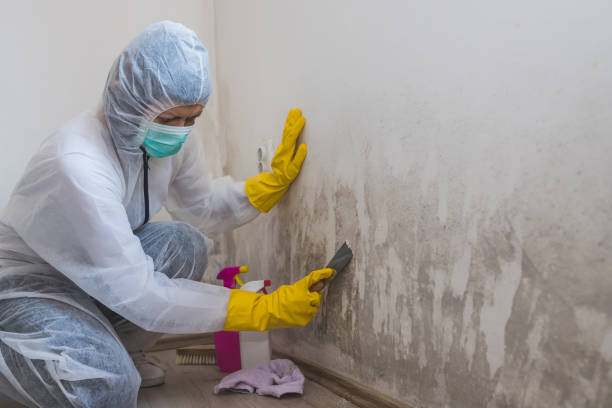 Best Mold Cleaning Services  in Guerneville, CA