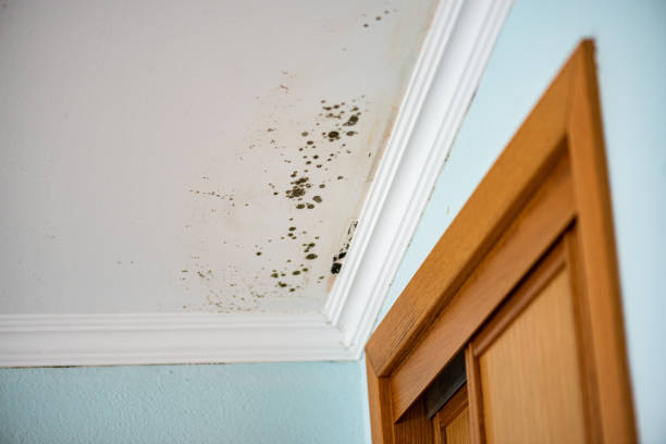 Best Mold Remediation  in Guerneville, CA