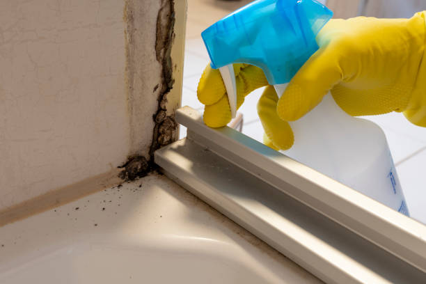 Guerneville, CA Mold Removal Company