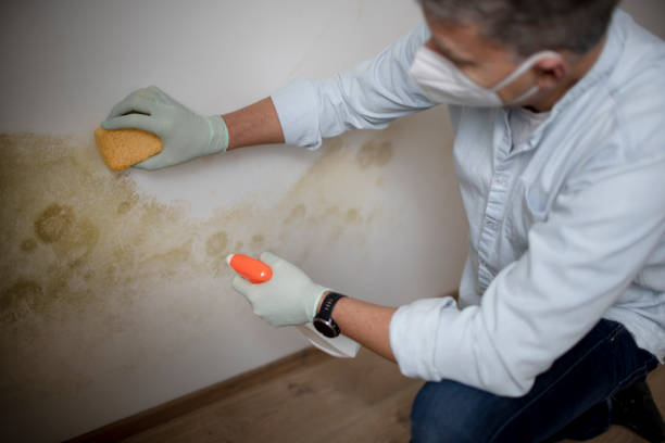 Best Best Mold Removal Companies  in Guerneville, CA