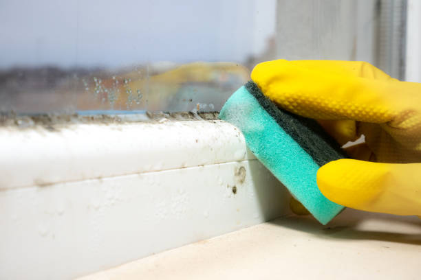 Best Affordable Mold Removal  in Guerneville, CA