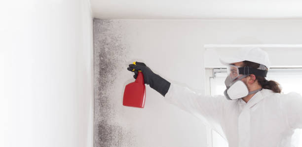 Best Commercial Mold Removal  in Guerneville, CA