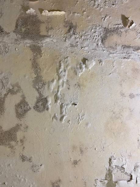 Best Local Mold Removal Service  in Guerneville, CA
