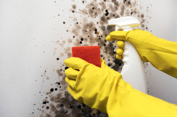 Mold Testing and Removal in Guerneville, CA