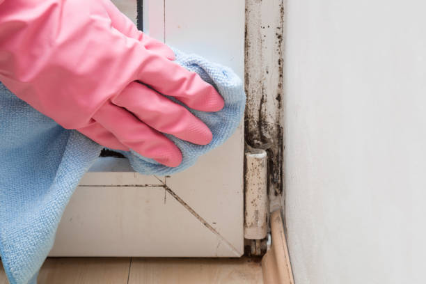 Best Attic Mold Removal  in Guerneville, CA