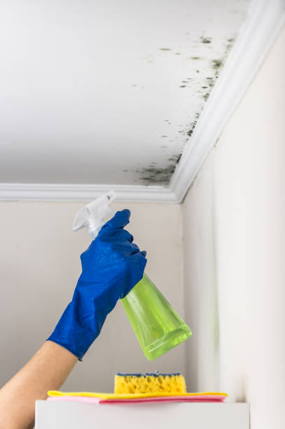Reliable Guerneville, CA Mold Removal Solutions