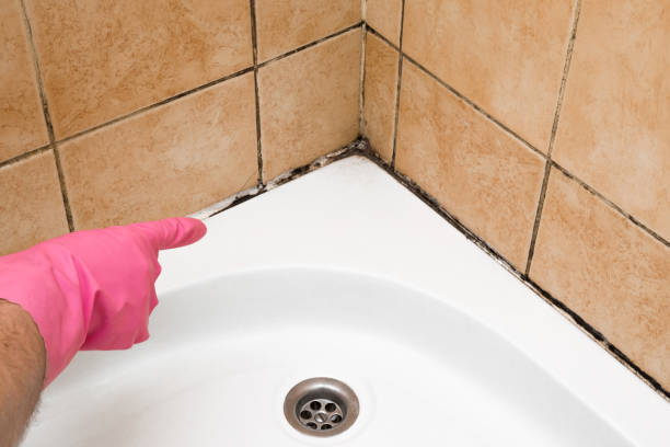 Best Toxic Mold Removal  in Guerneville, CA