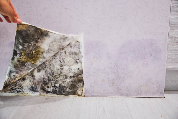 Best Professional Mold Removal  in Guerneville, CA